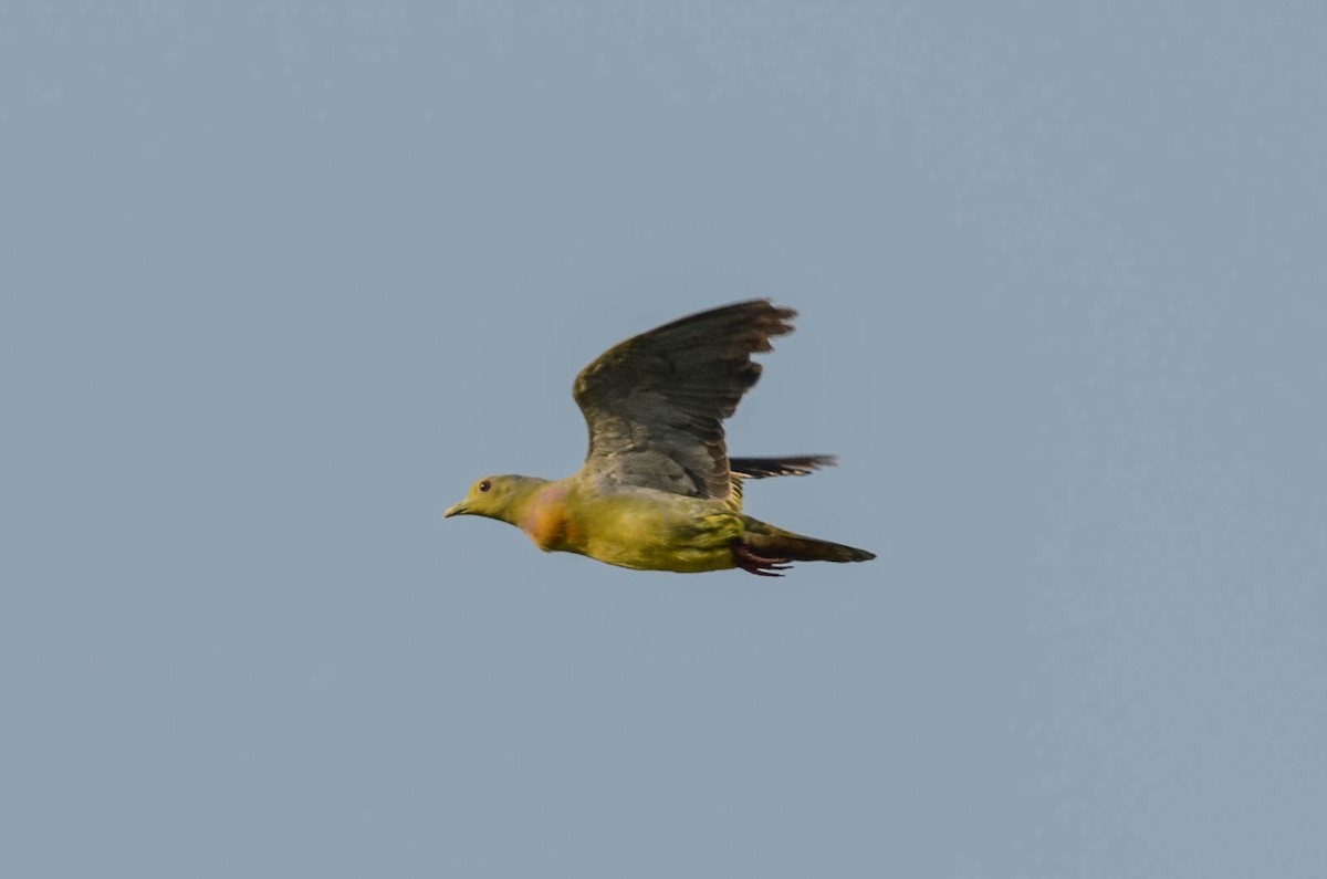 Orange-breasted Green-Pigeon - Nikolaj Mølgaard Thomsen