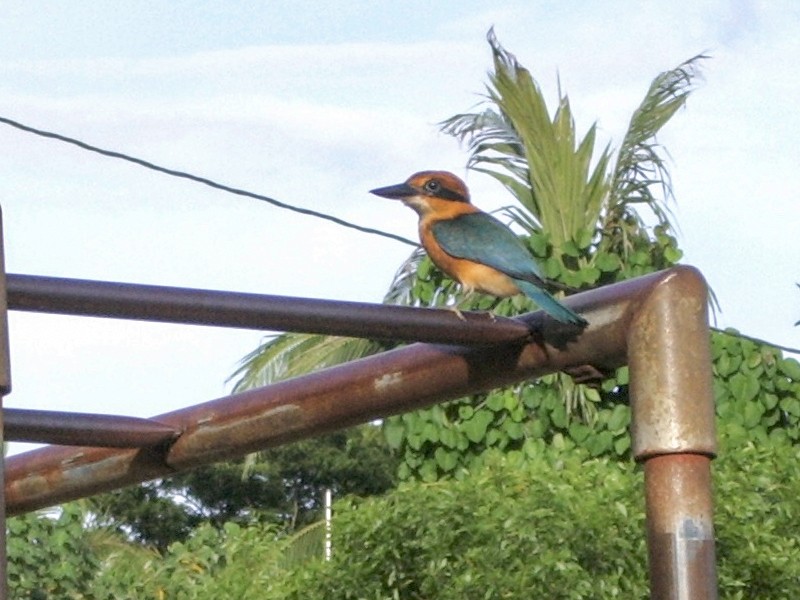 Pohnpei Kingfisher - Peter Lacey
