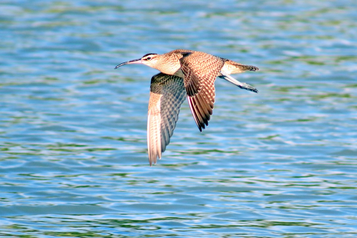 Whimbrel - Quincy  Clarke