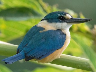  - Flat-billed Kingfisher