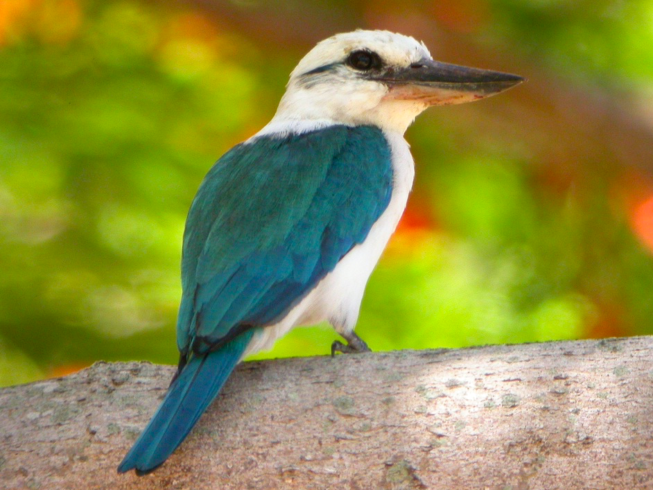 Mariana Kingfisher - eBird