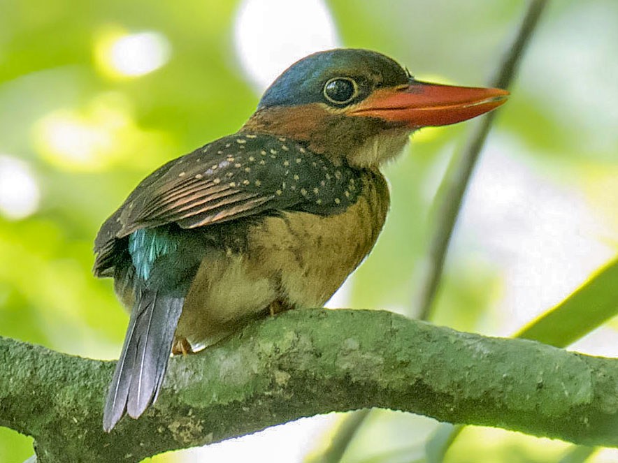 Blue-capped Kingfisher - Daniel López-Velasco | Ornis Birding Expeditions