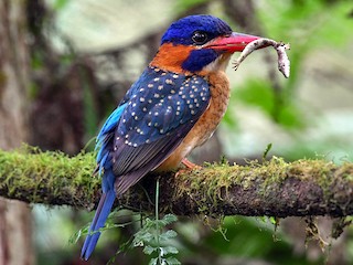  - Blue-capped Kingfisher