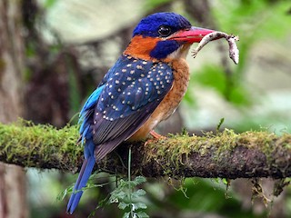 フィリピンアオヒゲショウビン - eBird