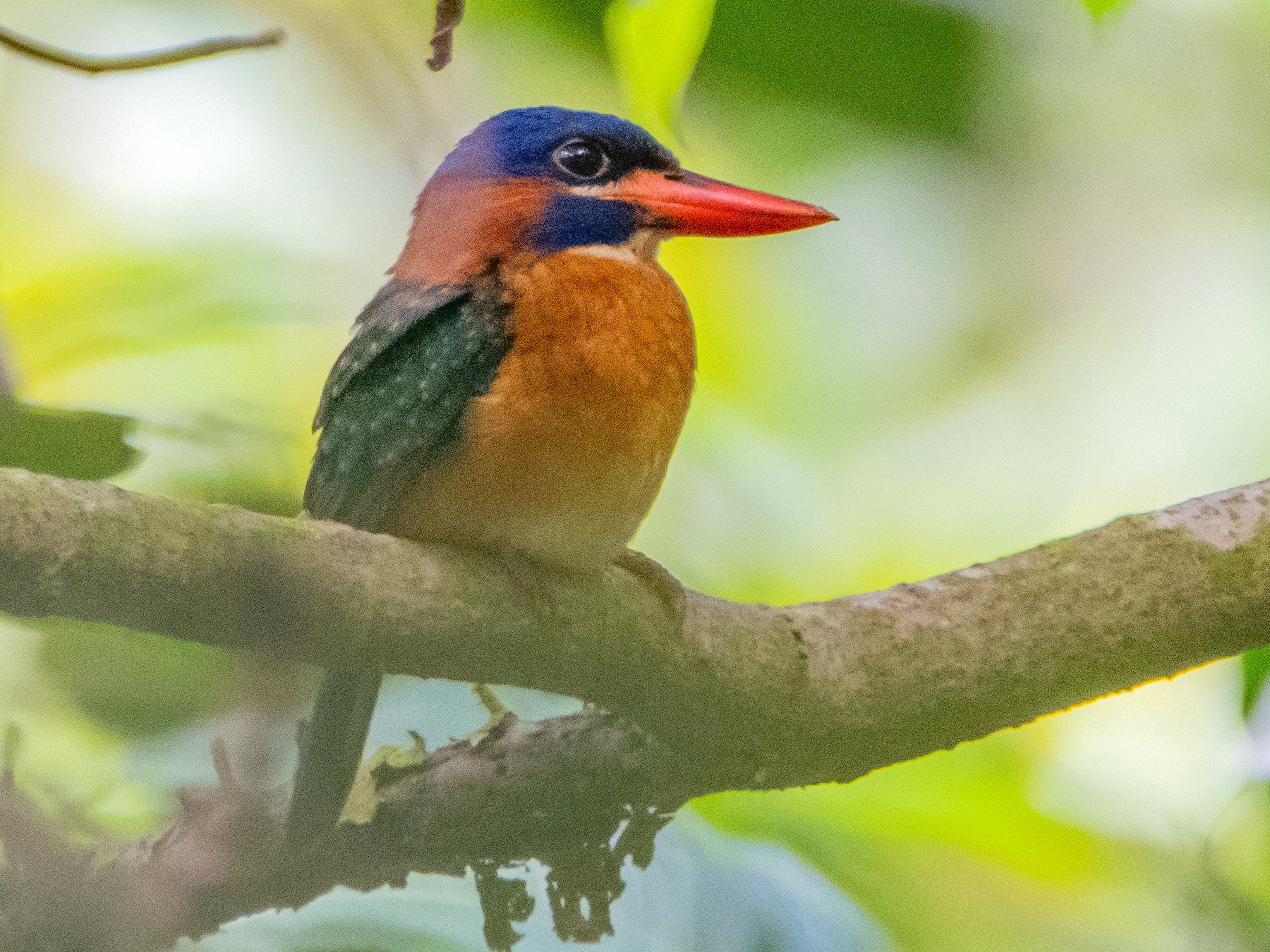 Blue-capped Kingfisher - Kevin Pearce