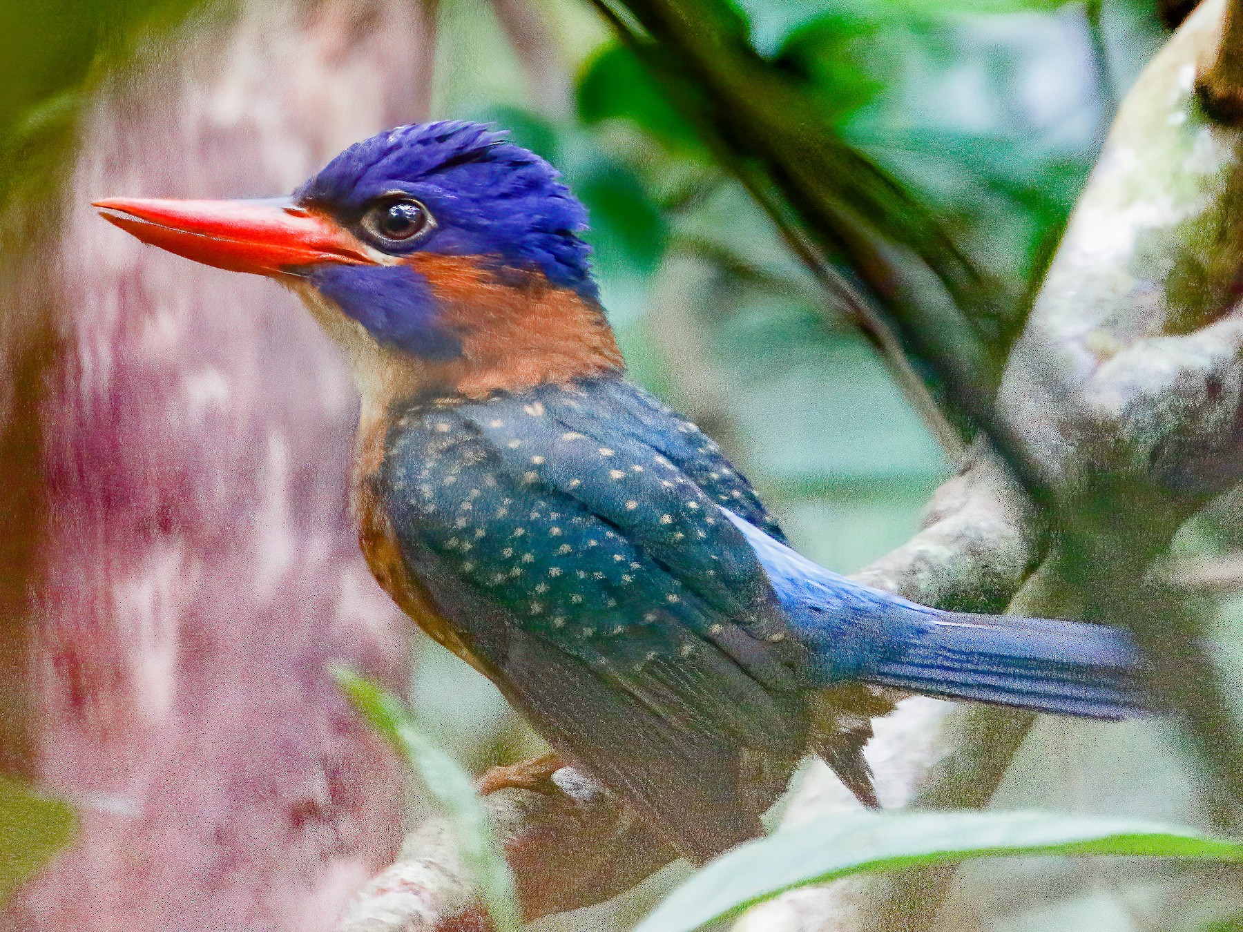 Blue-capped Kingfisher - Mikael Käll