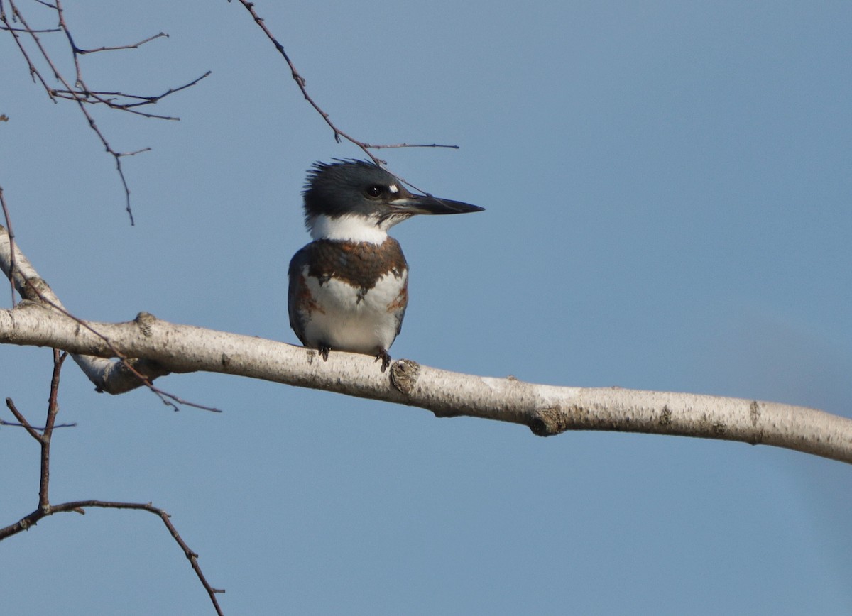 Belted Kingfisher - Julie Paquette