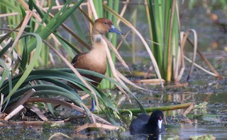 Fulvous Whistling-Duck, ML37159131
