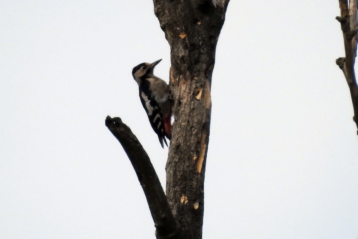 Syrian Woodpecker - ML371600751