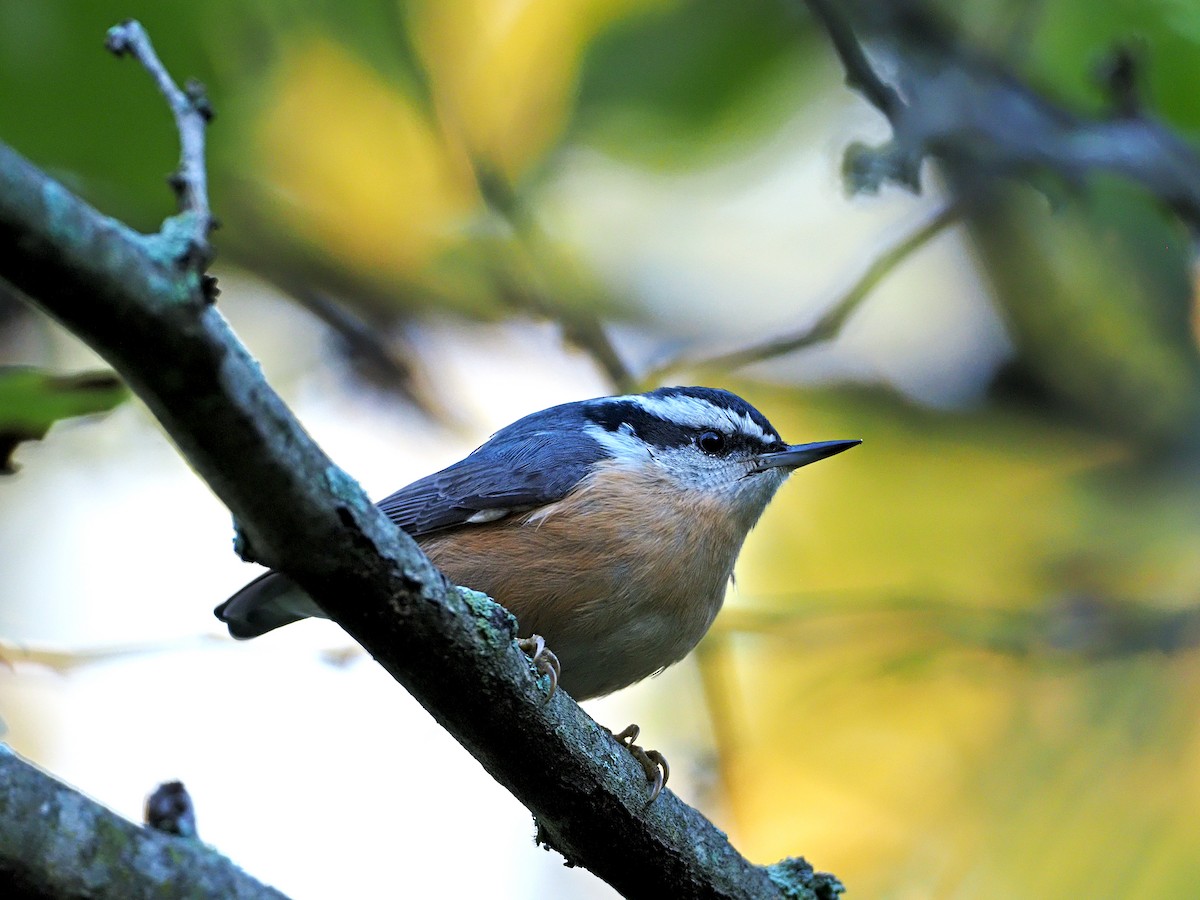 Red-breasted Nuthatch - ML371600931
