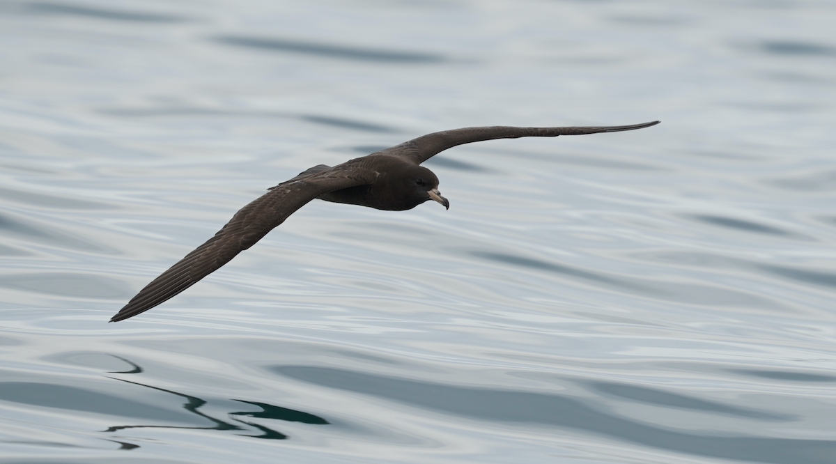 Flesh-footed Shearwater - ML371601221