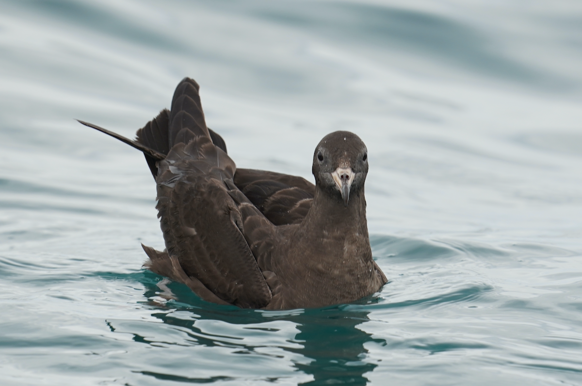 Flesh-footed Shearwater - ML371601231