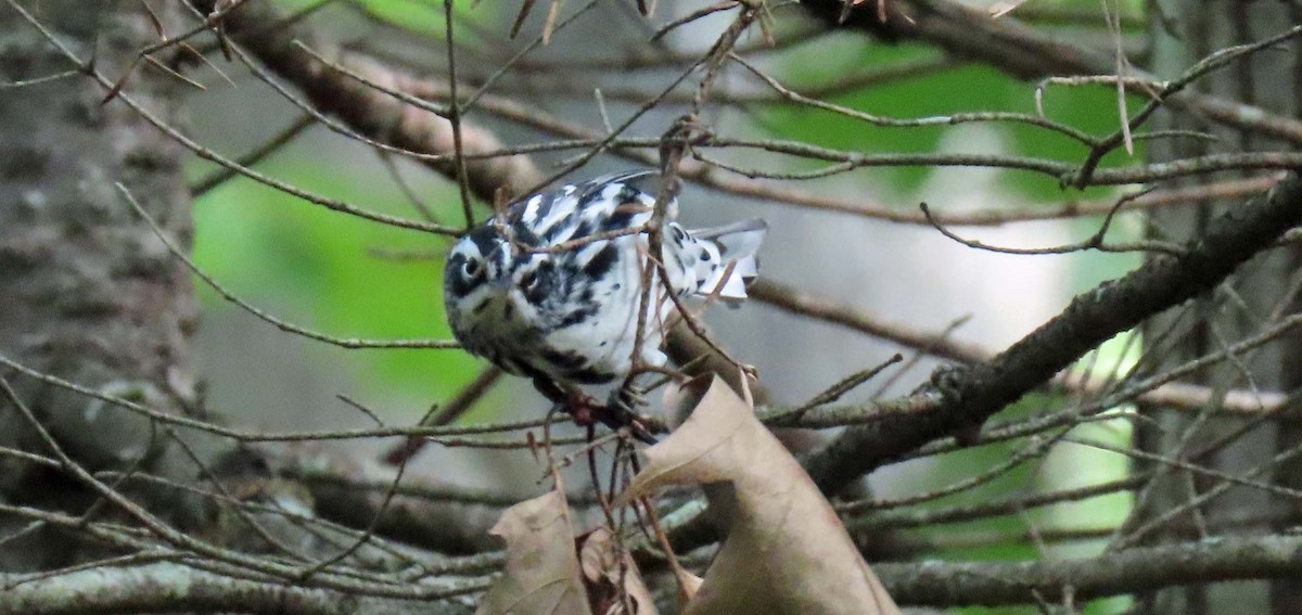 Black-and-white Warbler - ML371602271