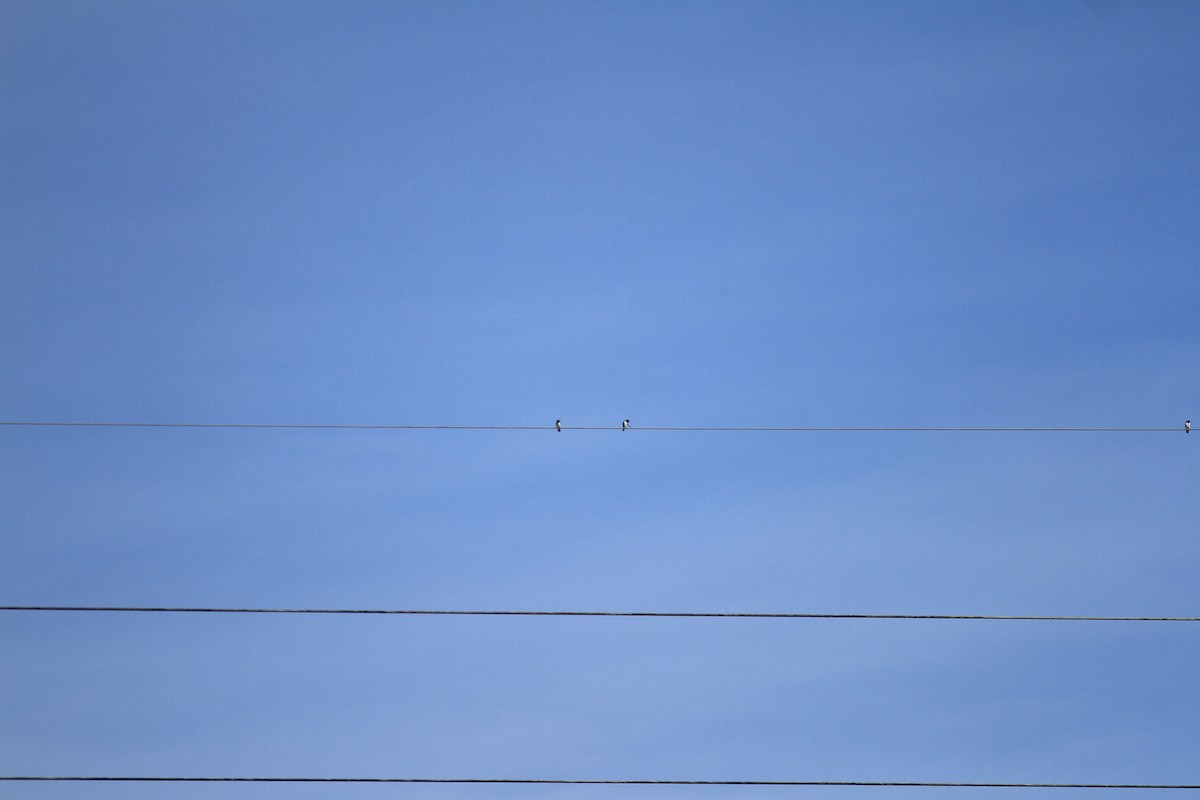 White-breasted Woodswallow - Paul Gössinger