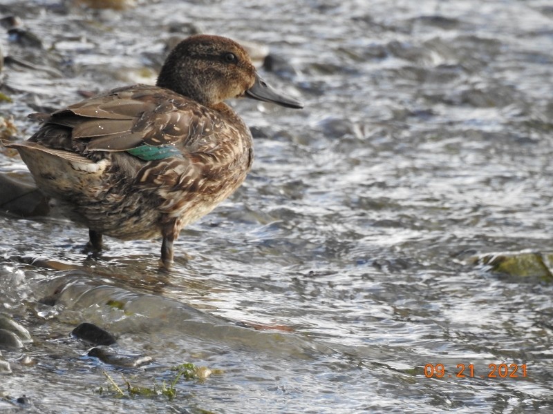 Green-winged Teal - ML371613631