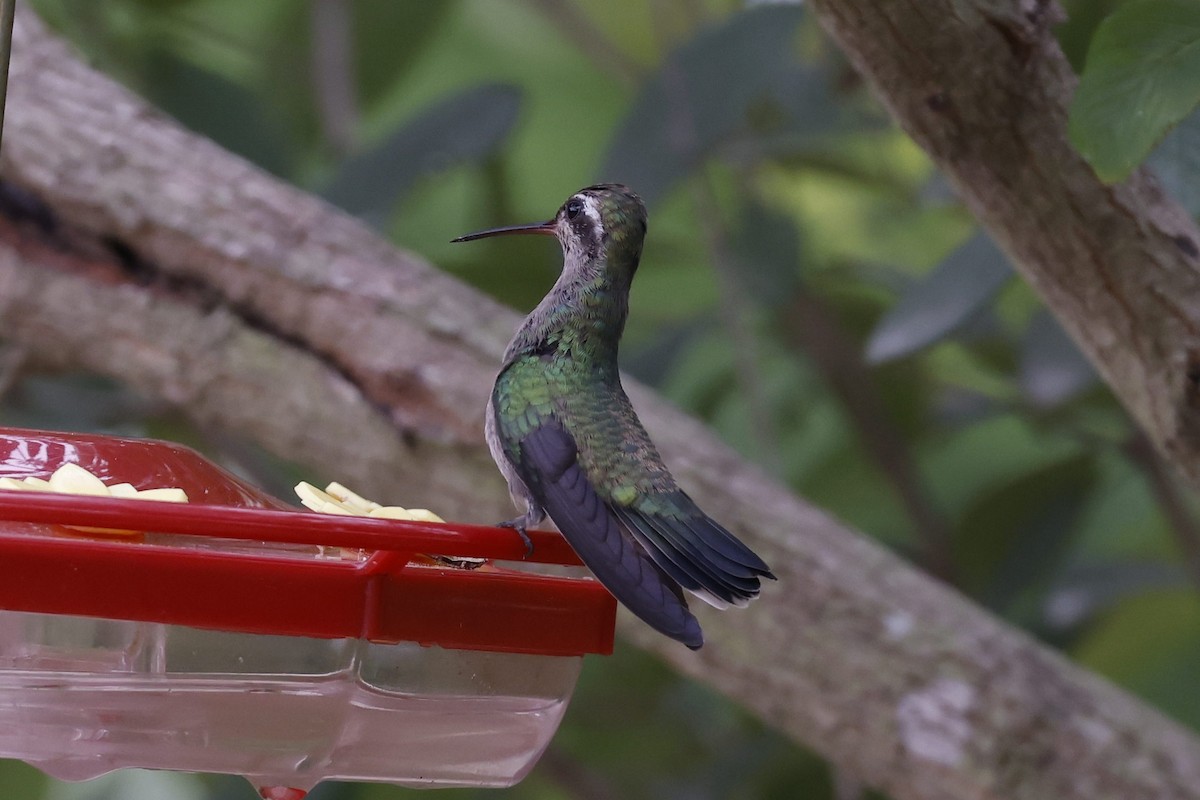 Broad-billed Hummingbird - Peggy Rudman