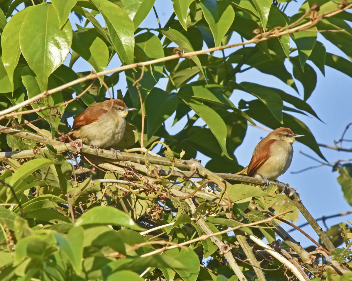 Yellow-chinned Spinetail - ML37161911