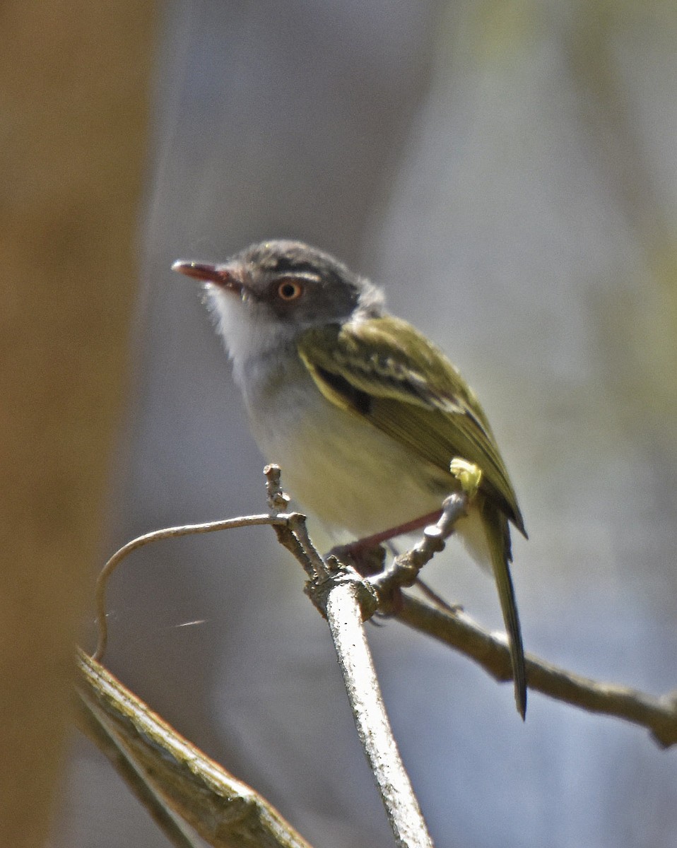 Pearly-vented Tody-Tyrant - ML37161931