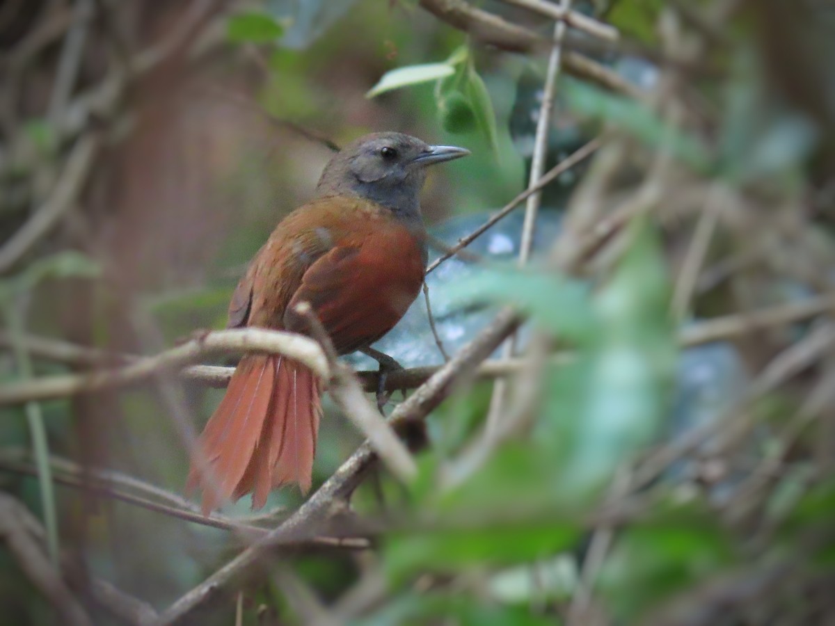 Marañon Spinetail - ML371624151