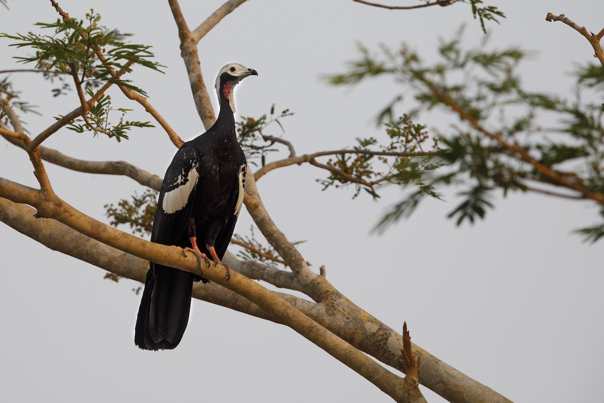 Red-throated Piping-Guan - Marco Valentini