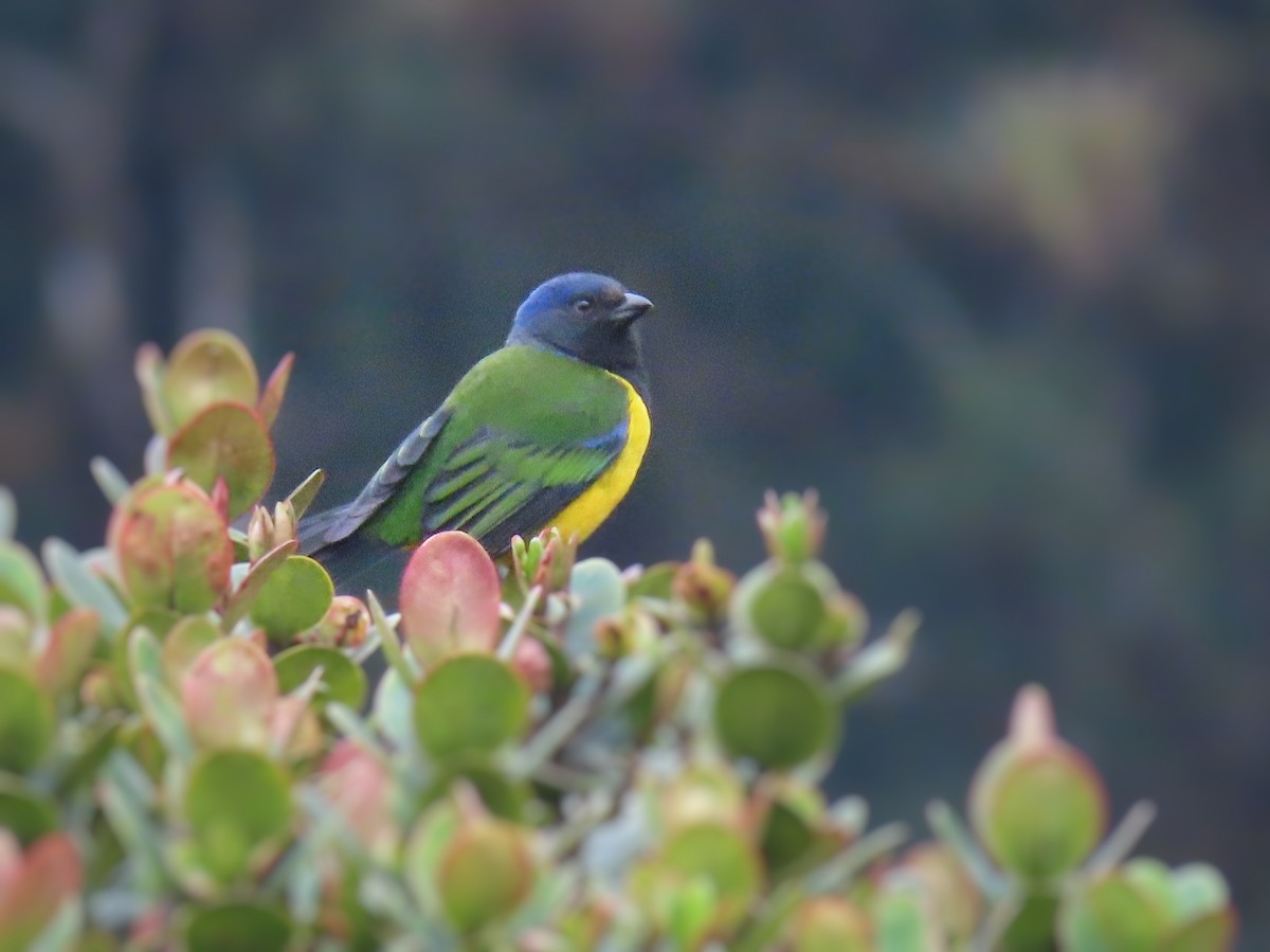 Black-chested Mountain Tanager - ML371625971