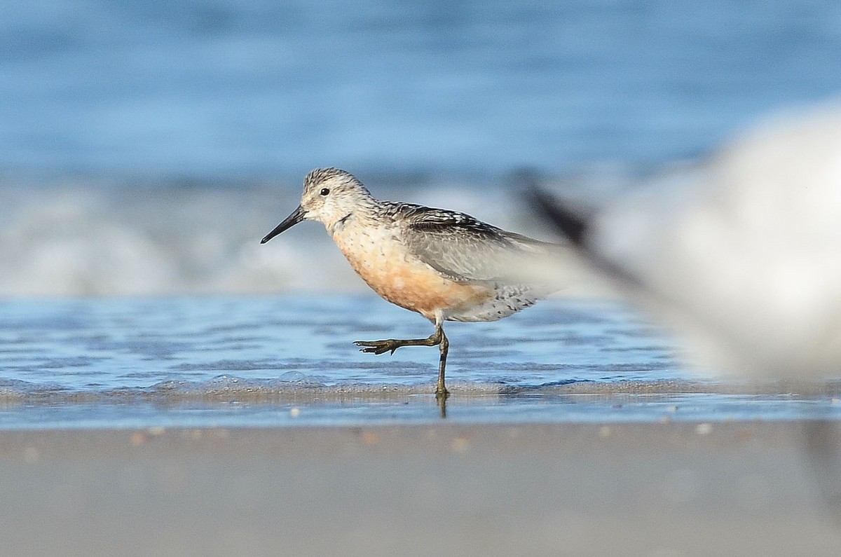 Red Knot - ML37162631