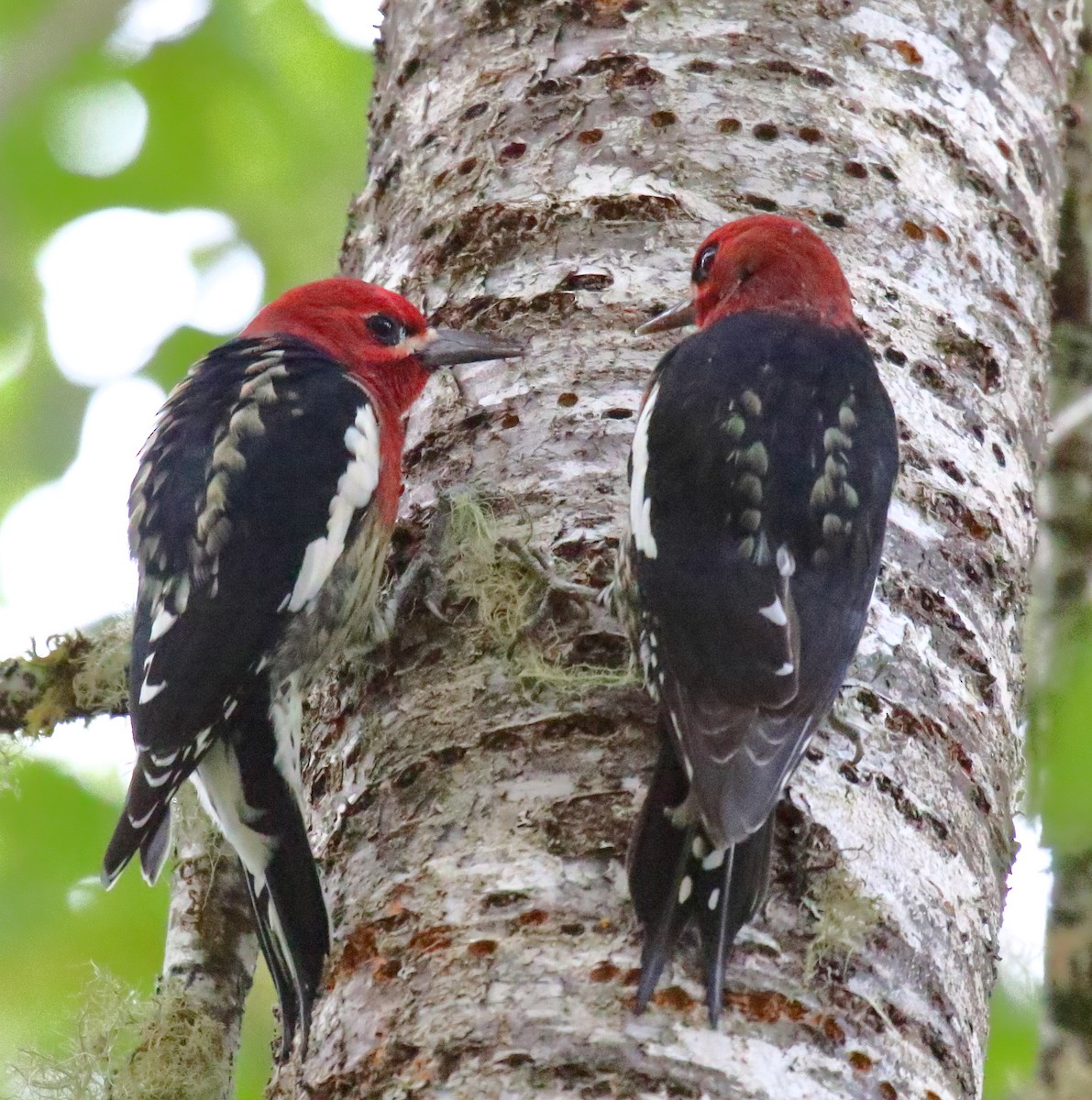 Red-breasted Sapsucker - ML371627341