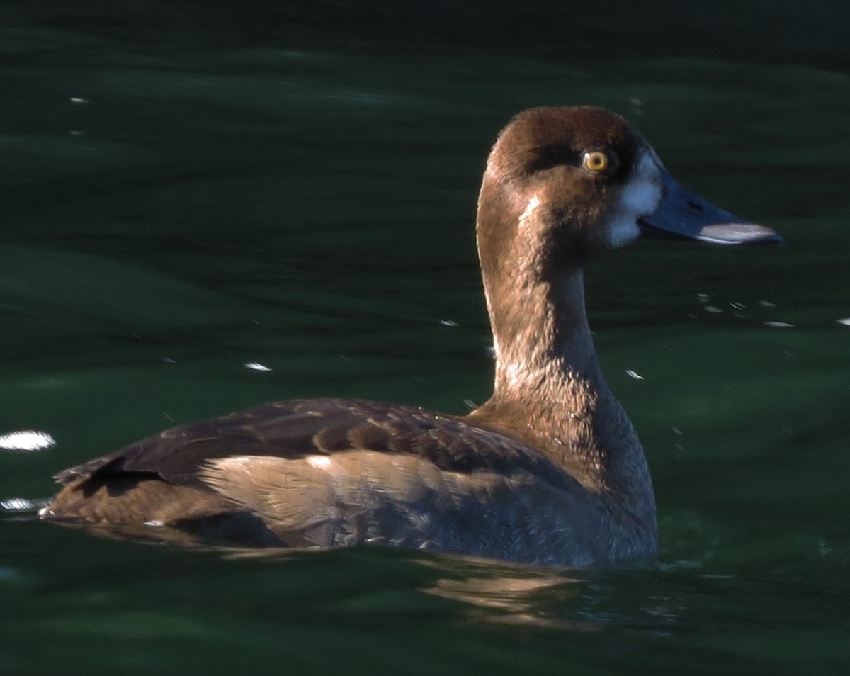 Greater Scaup - Amy Lawes