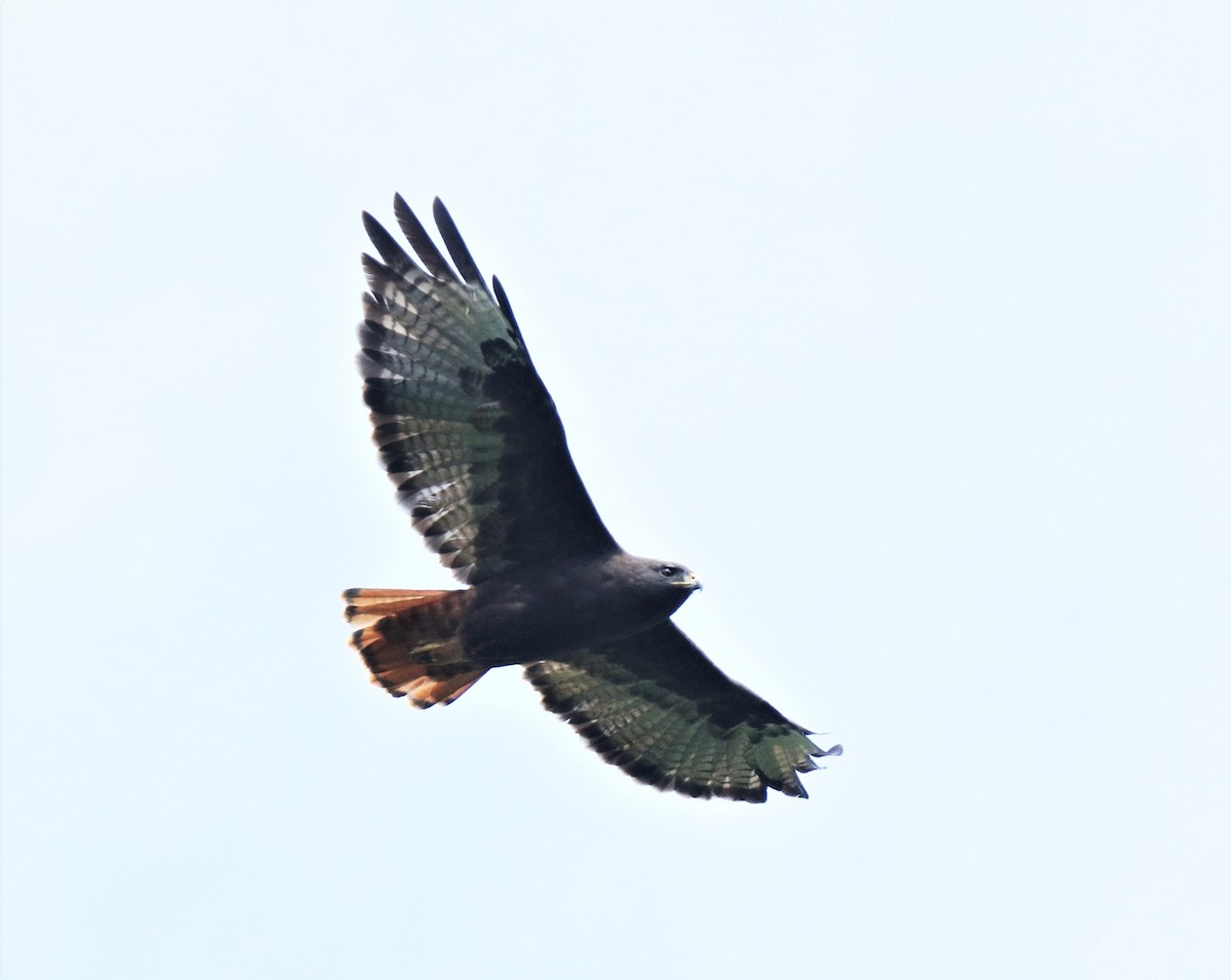 Red-tailed Hawk - Josue  de León Lux (Birding Guide) josuedeleonlux@gmail.com +502 3068 8988