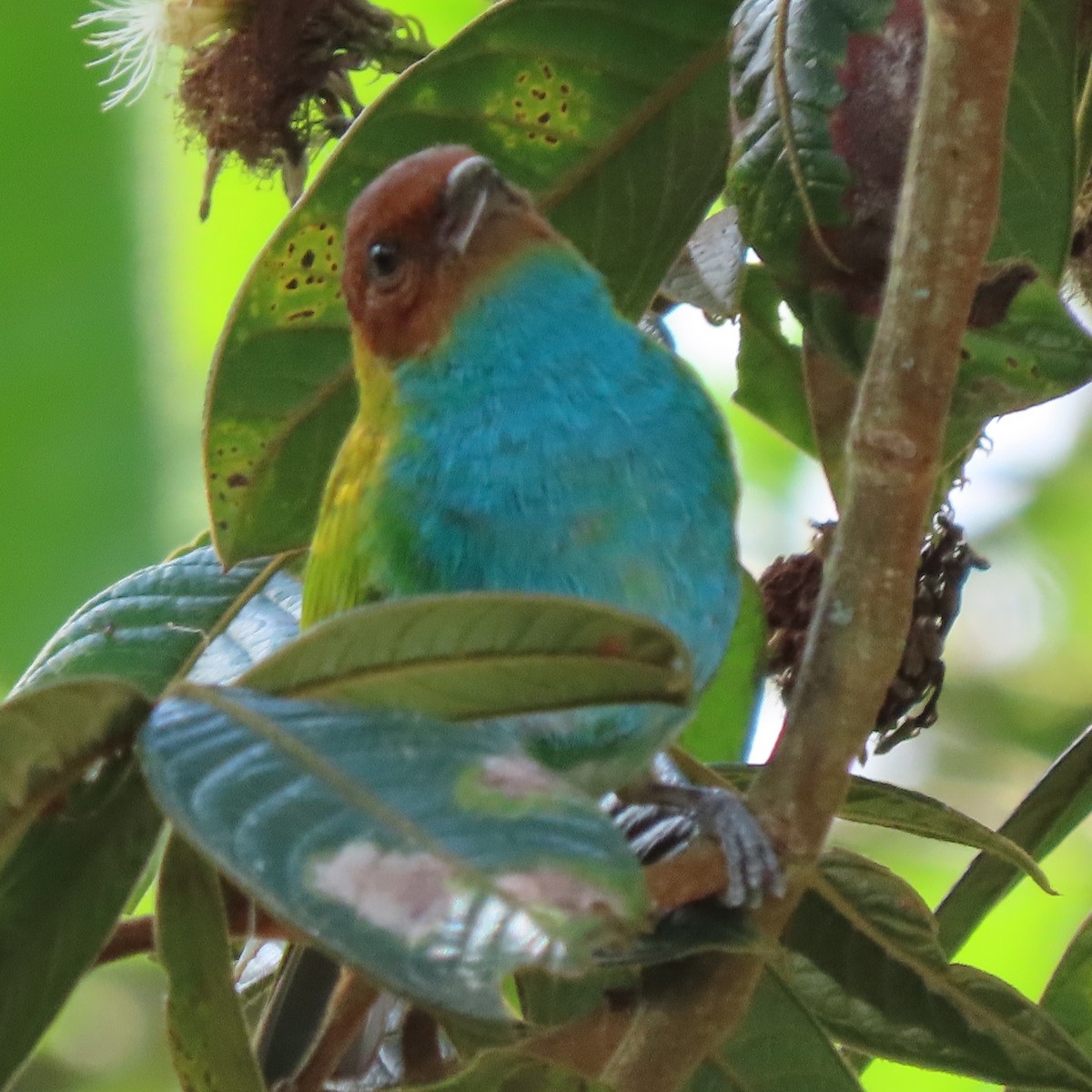 Bay-headed Tanager - ML371631711