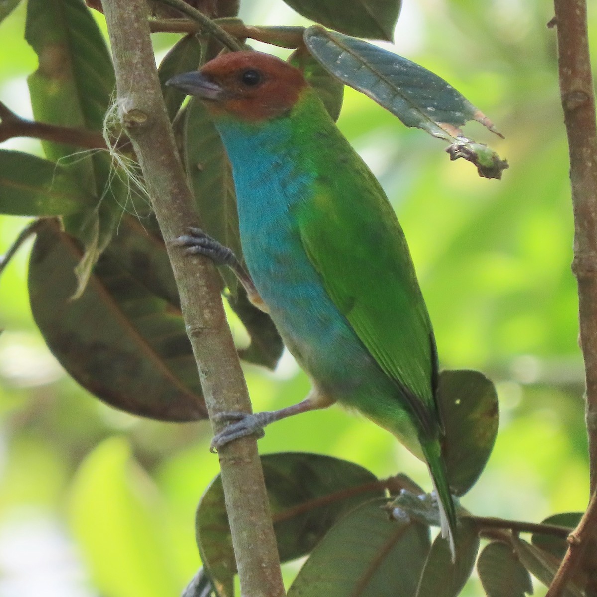 Bay-headed Tanager - ML371631721