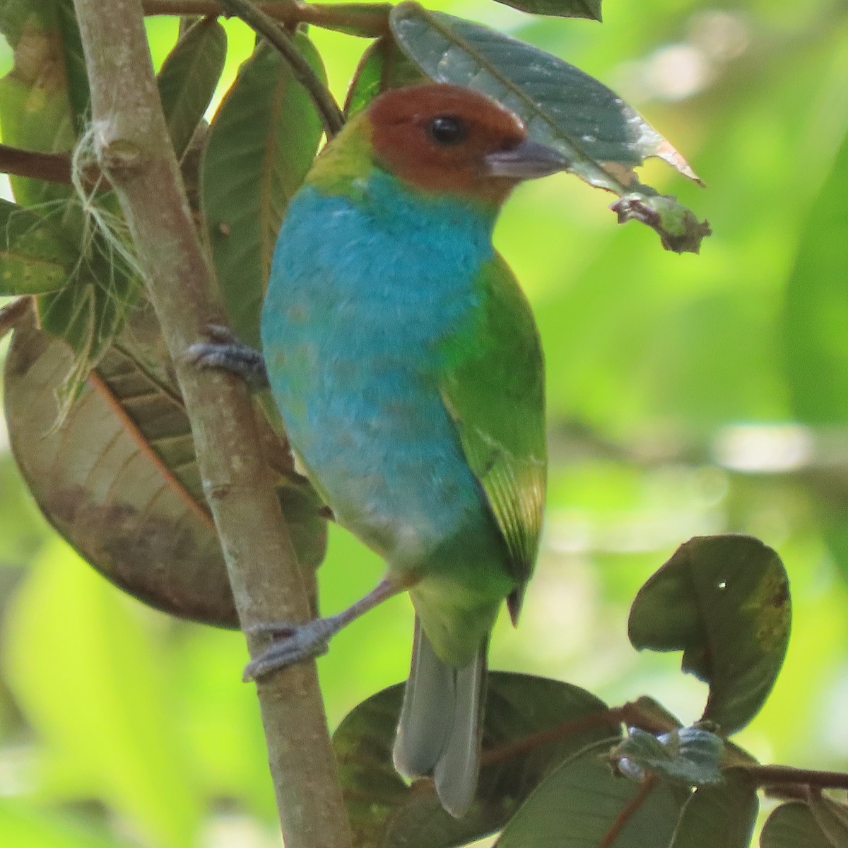 Bay-headed Tanager - ML371631731