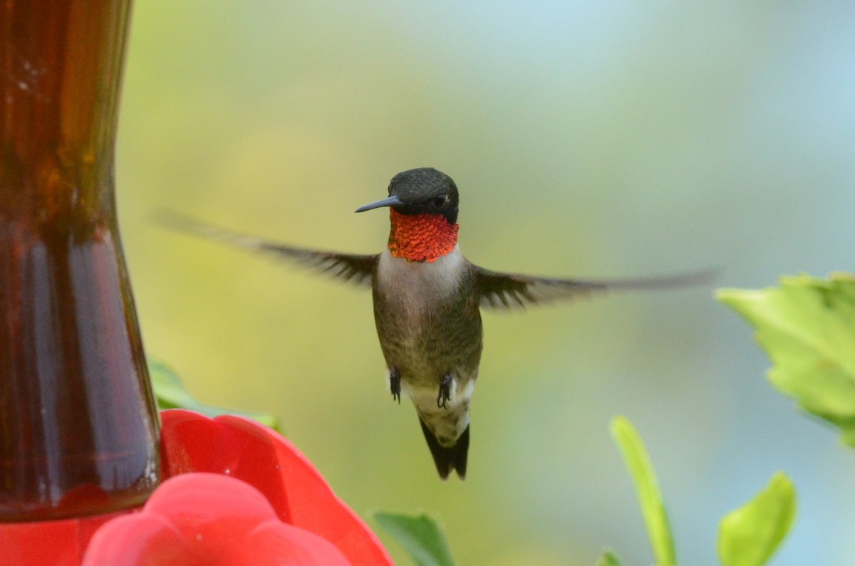 Ruby-throated Hummingbird - ML371639541