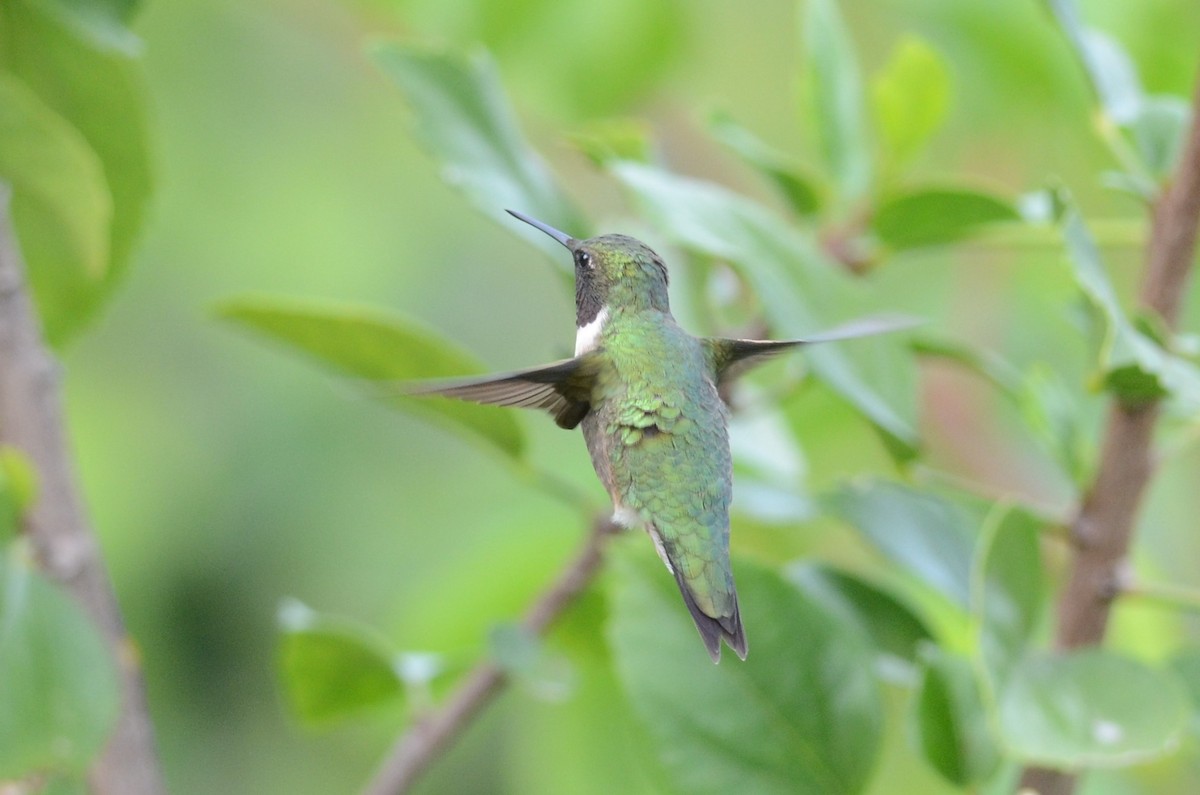 Ruby-throated Hummingbird - ML371639581