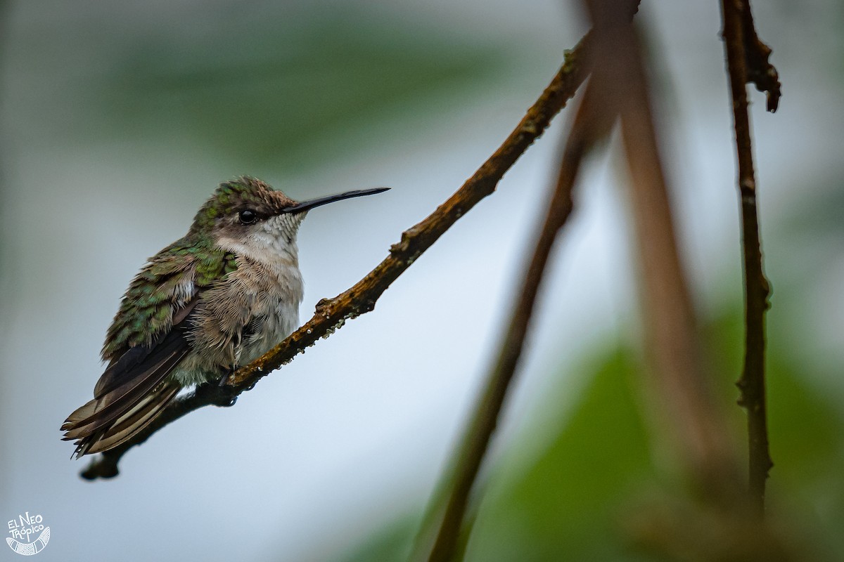 Ruby-throated Hummingbird - ML371644141