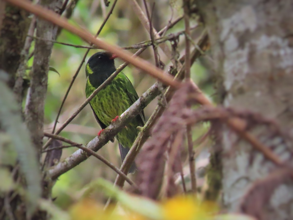 Green-and-black Fruiteater - ML371645901