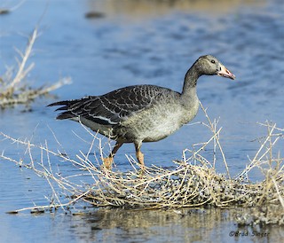 Greater White-fronted Goose, ML37164591