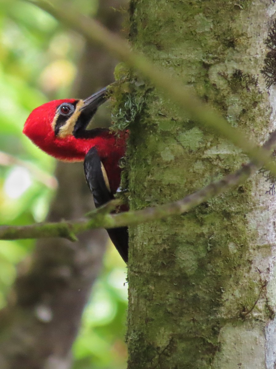 Crimson-bellied Woodpecker - ML371646201