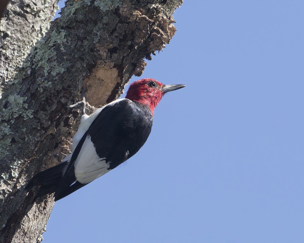 Red-headed Woodpecker - ML371646241