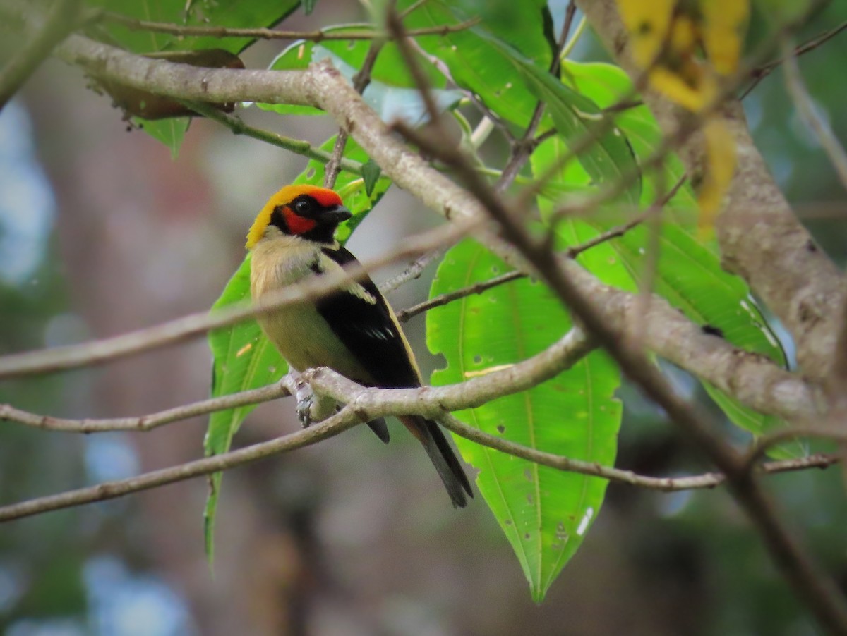 Flame-faced Tanager - ML371647201