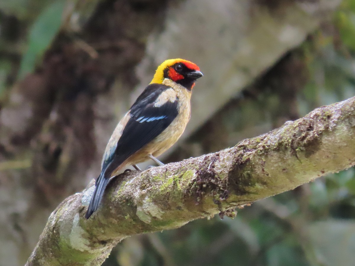 Flame-faced Tanager - ML371647211