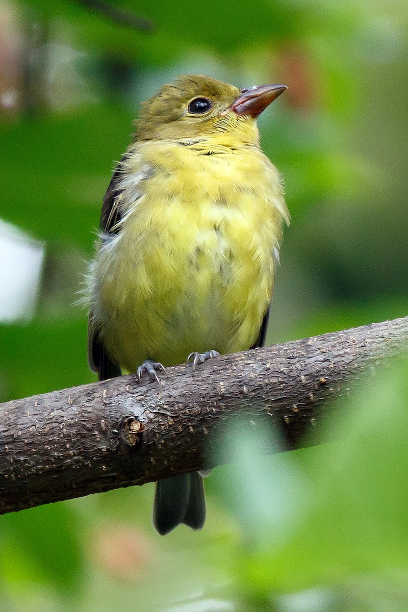 Scarlet Tanager - ML371651101