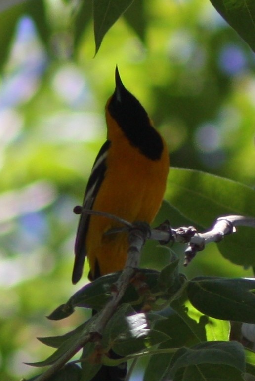 Hooded Oriole (nelsoni Group) - Jacob C. Cooper