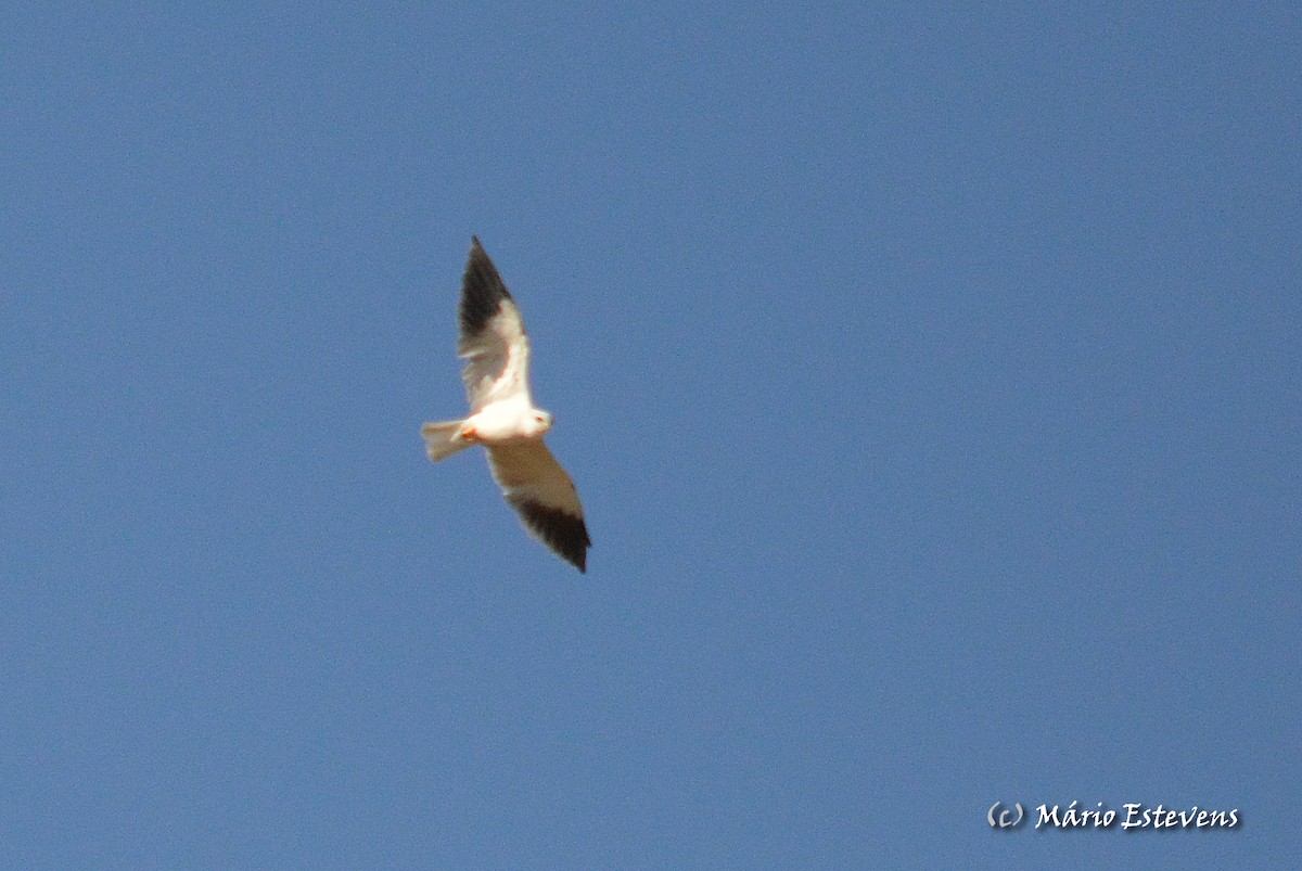 Black-winged Kite - Mário Estevens