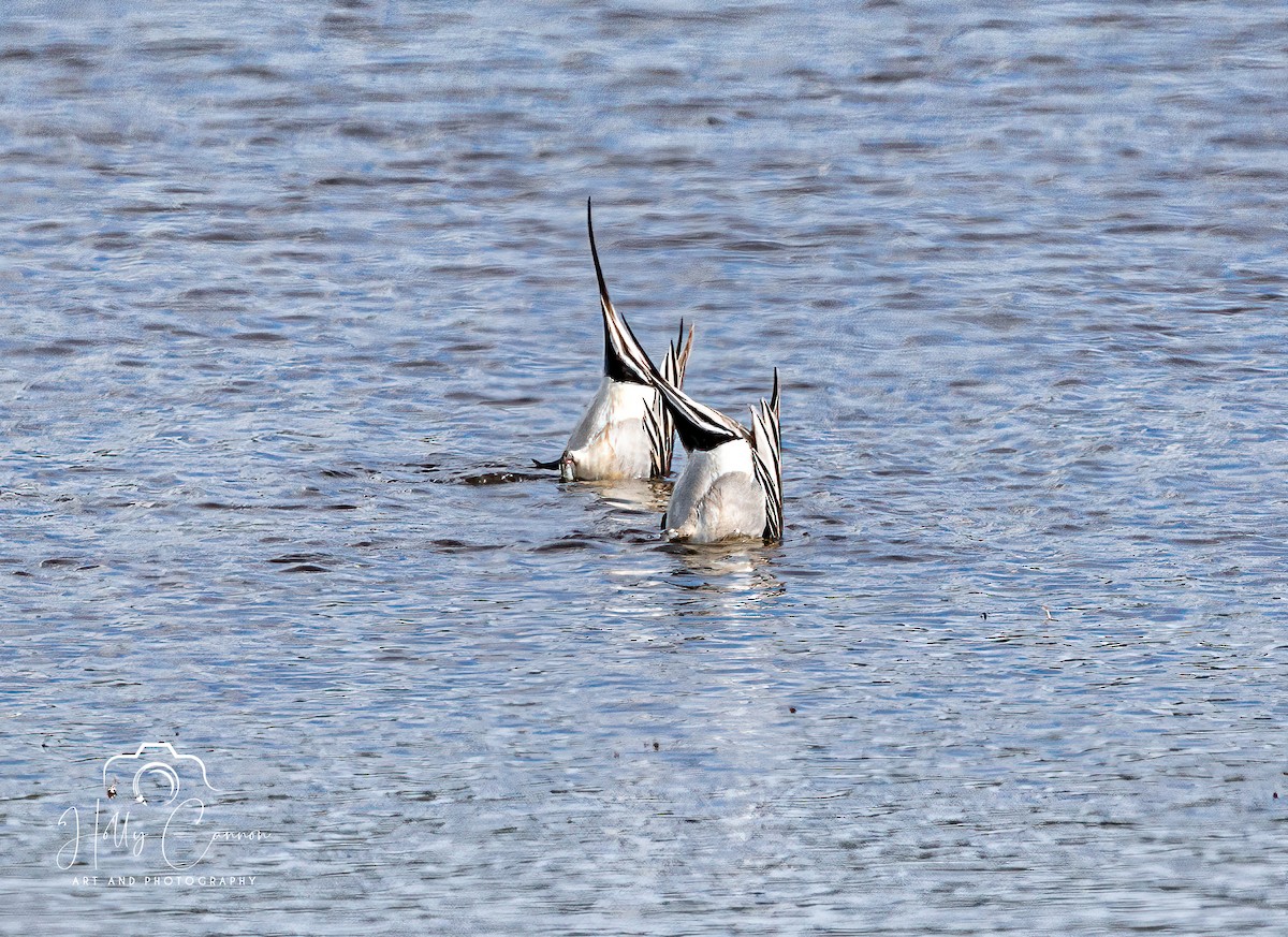 Northern Pintail - Holly Cannon