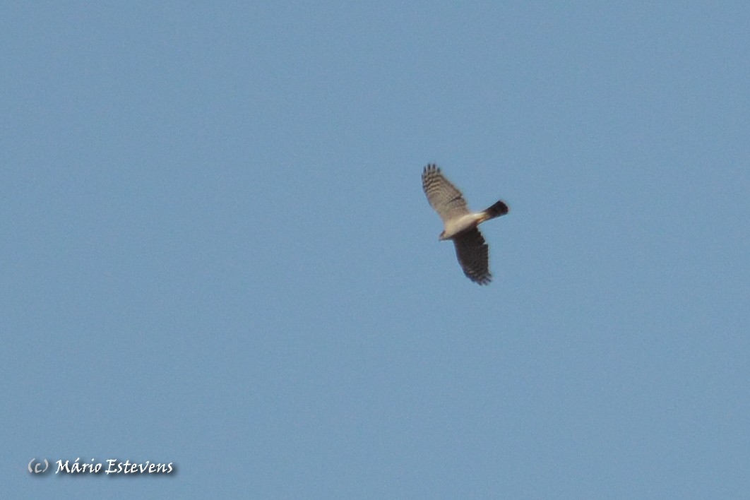 Eurasian Sparrowhawk - ML37165471