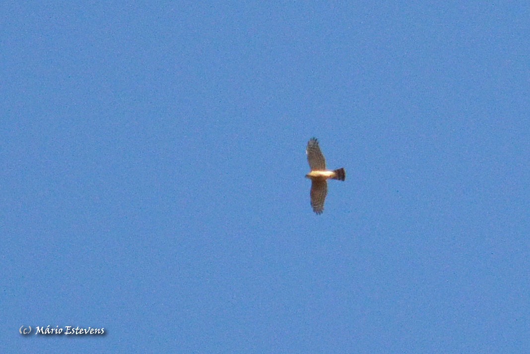 Eurasian Sparrowhawk - ML37165481