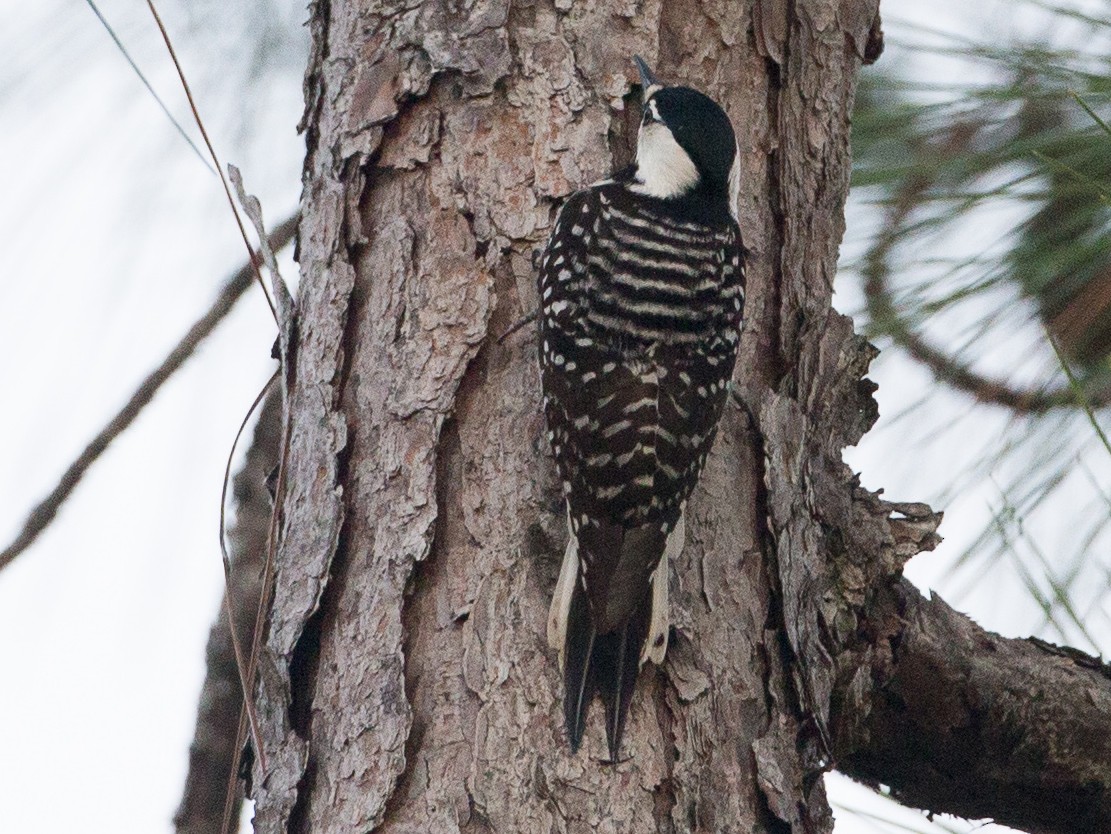 Red-cockaded Woodpecker - eBird