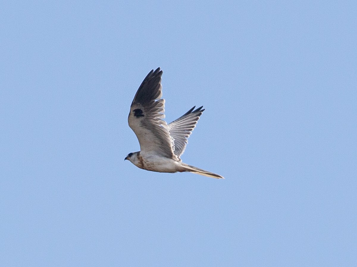 White-tailed Kite - Meg Barron