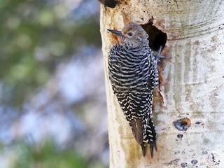 ズグロシルスイキツツキ - eBird